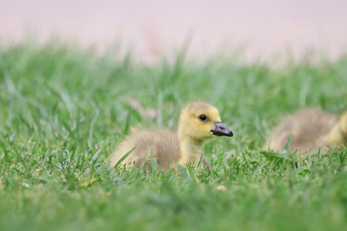 Canada Goose - ML635662221