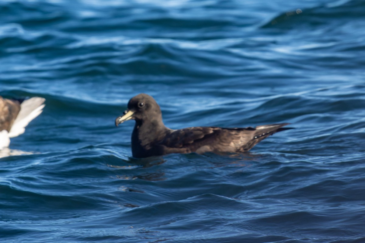 Westland Petrel - ML635662229