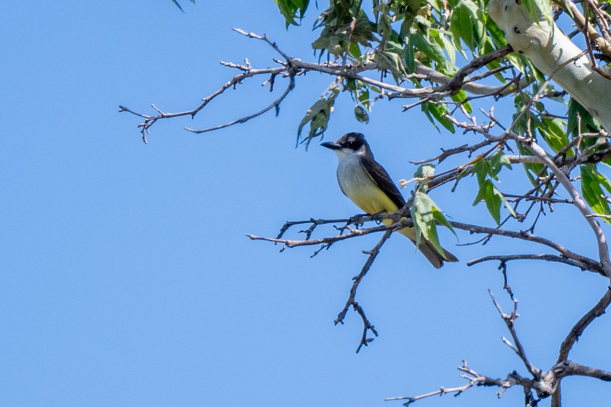 Thick-billed Kingbird - ML635662232
