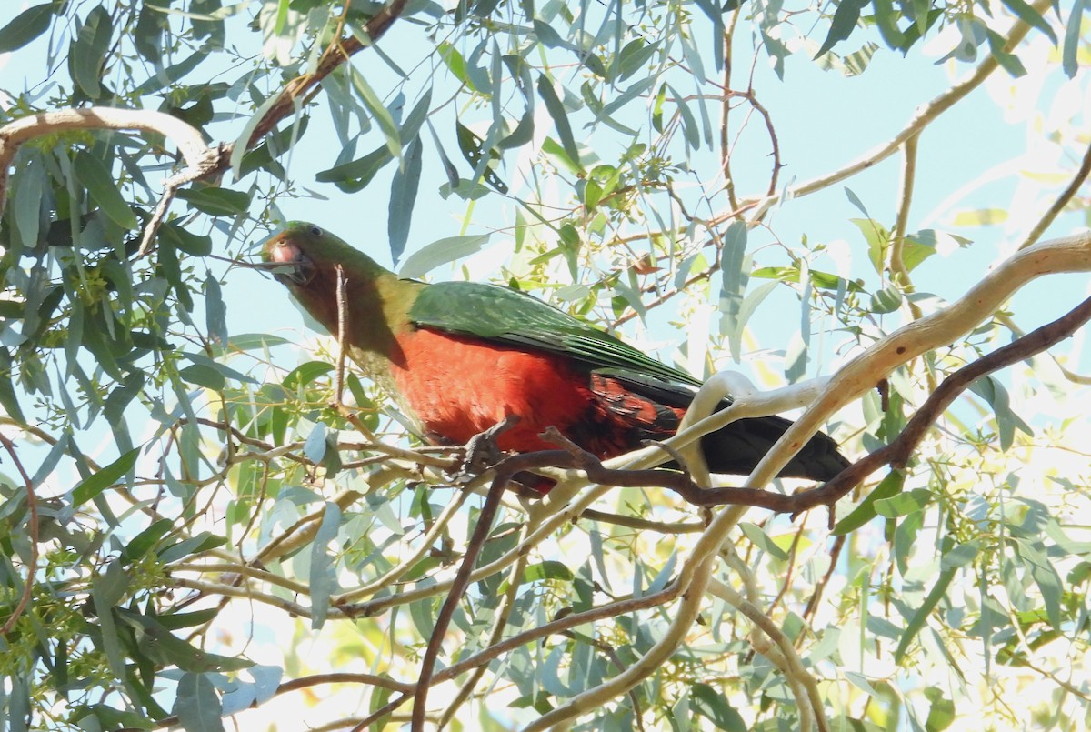 Australian King-Parrot - ML635662258