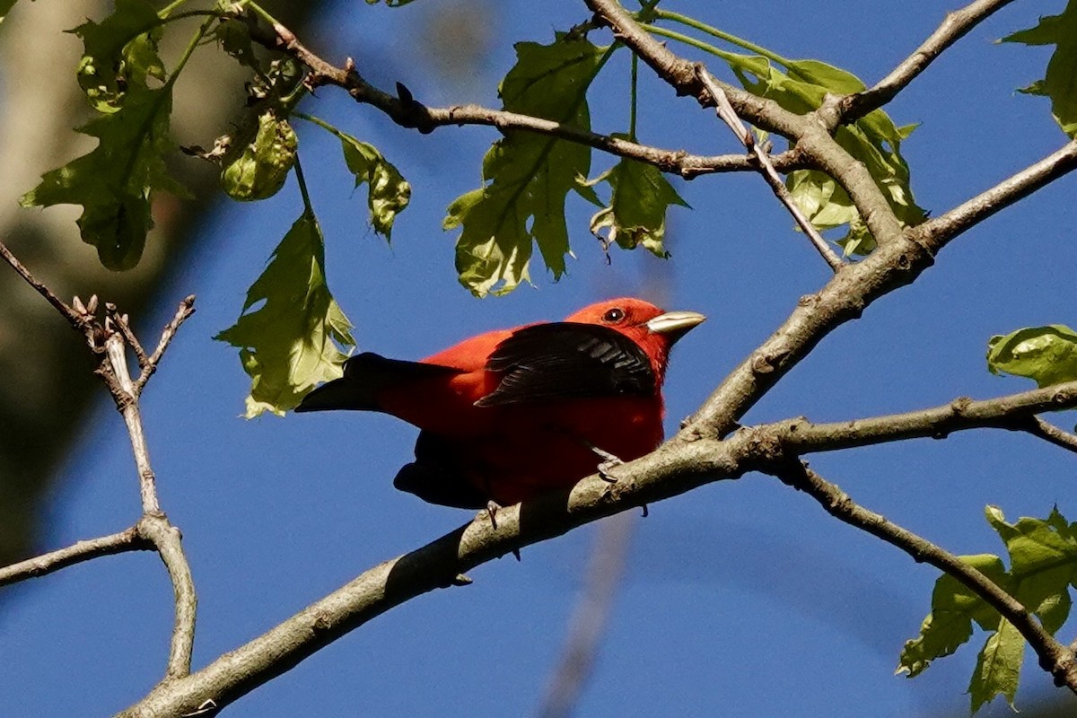 Piranga gorri-beltza - ML635662260