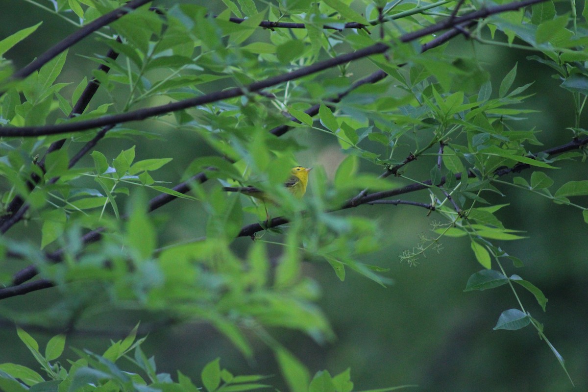Wilson's Warbler - ML635662265