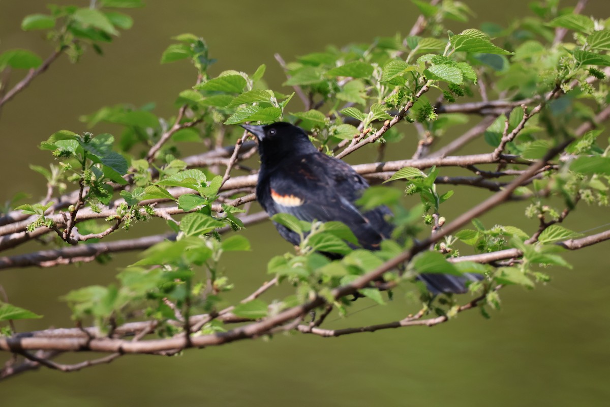 Red-winged Blackbird - ML635662267