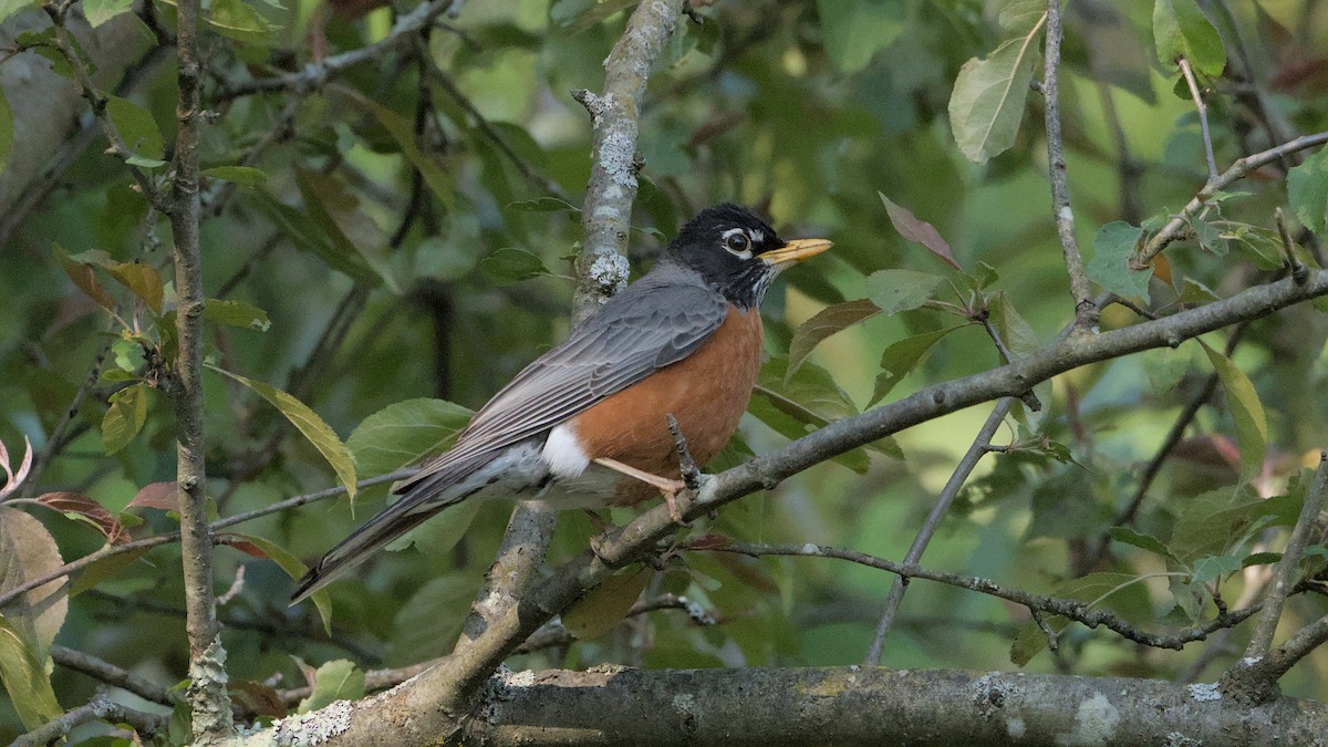 Zozo papargorria - ML635662268