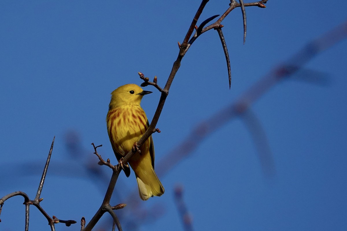 Yellow Warbler - ML635662269