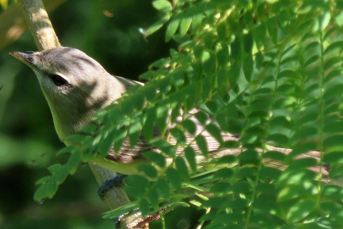 Philadelphia Vireo - ML635662270