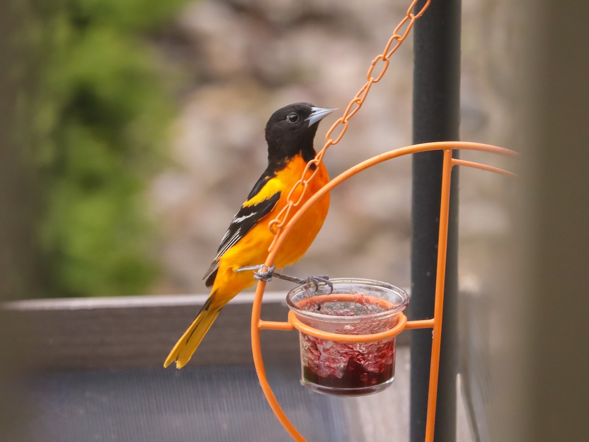Baltimore Oriole - ML635662271