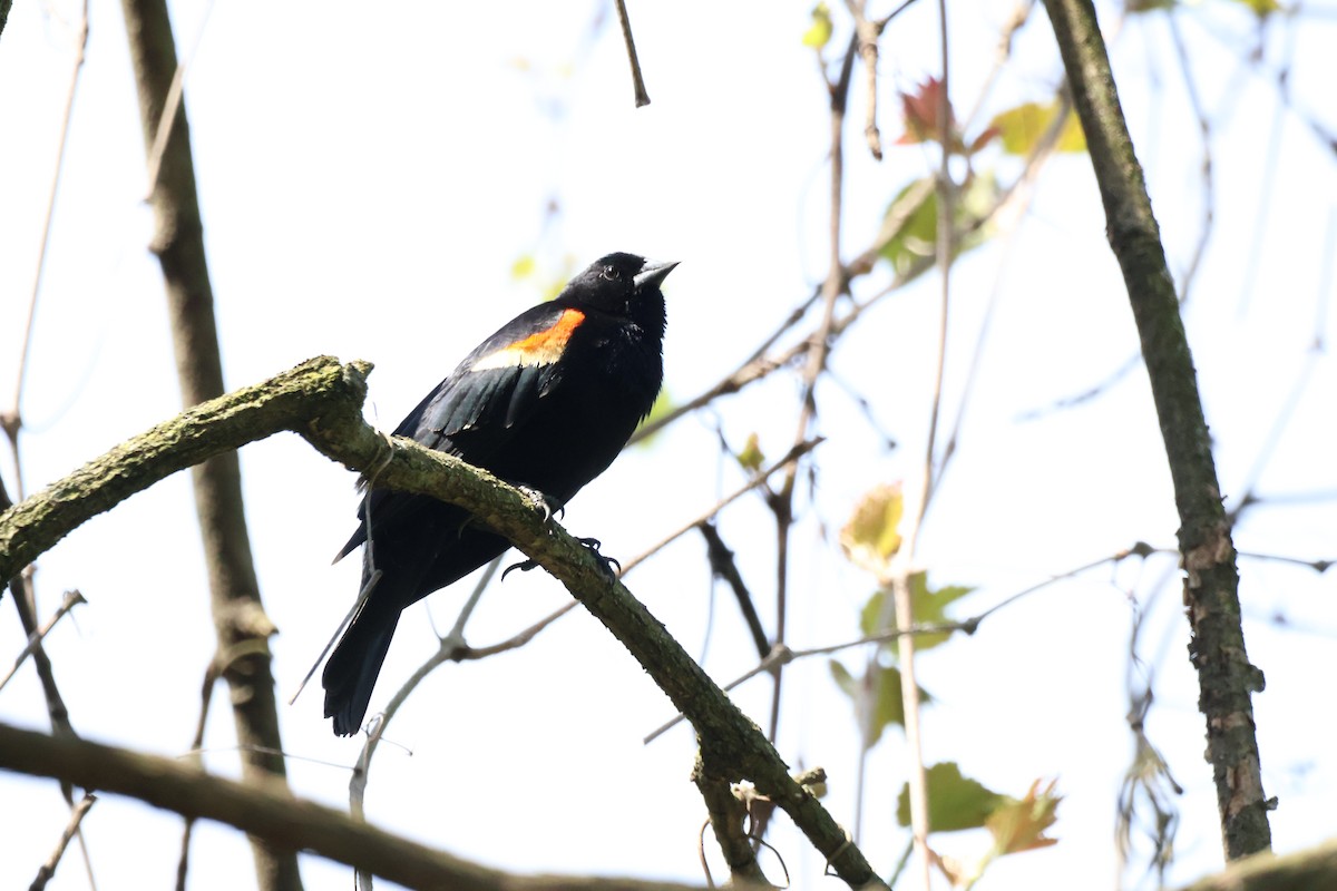 Red-winged Blackbird - ML635662272