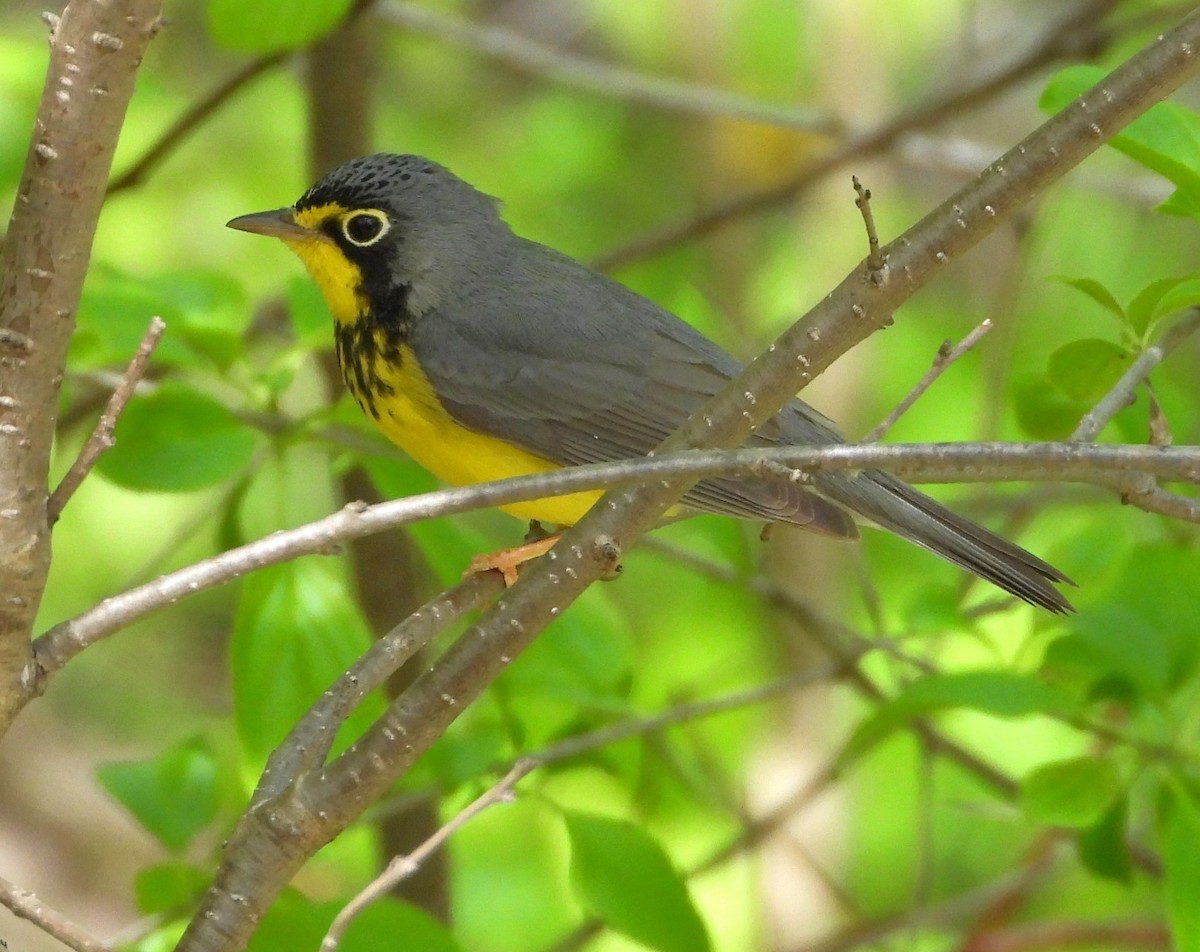 Canada Warbler - ML635662274