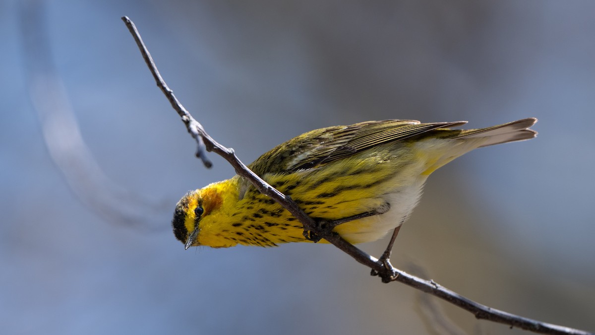 Cape May Warbler - ML635662280