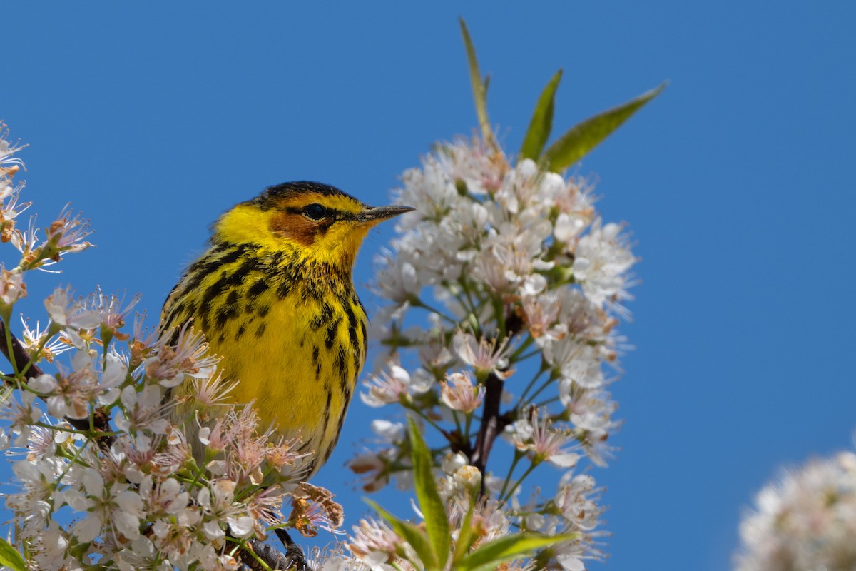 Cape May Warbler - ML635662281