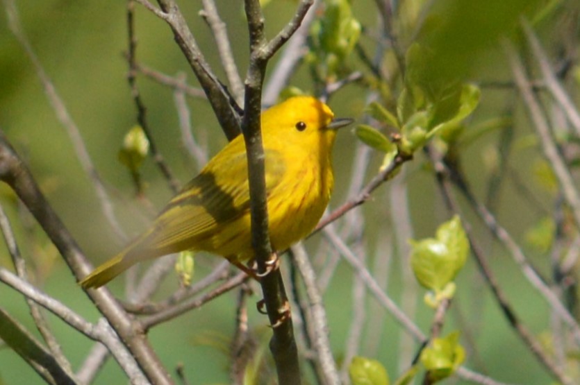 Yellow Warbler - ML635662282