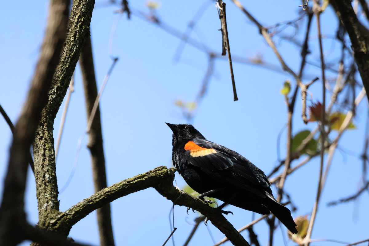Red-winged Blackbird - ML635662283