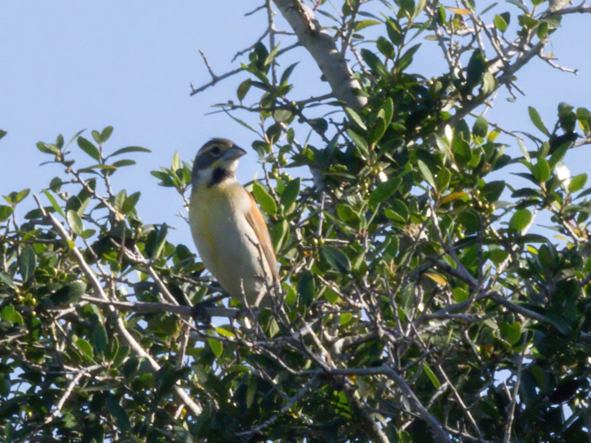 Dickcissel - ML635662284
