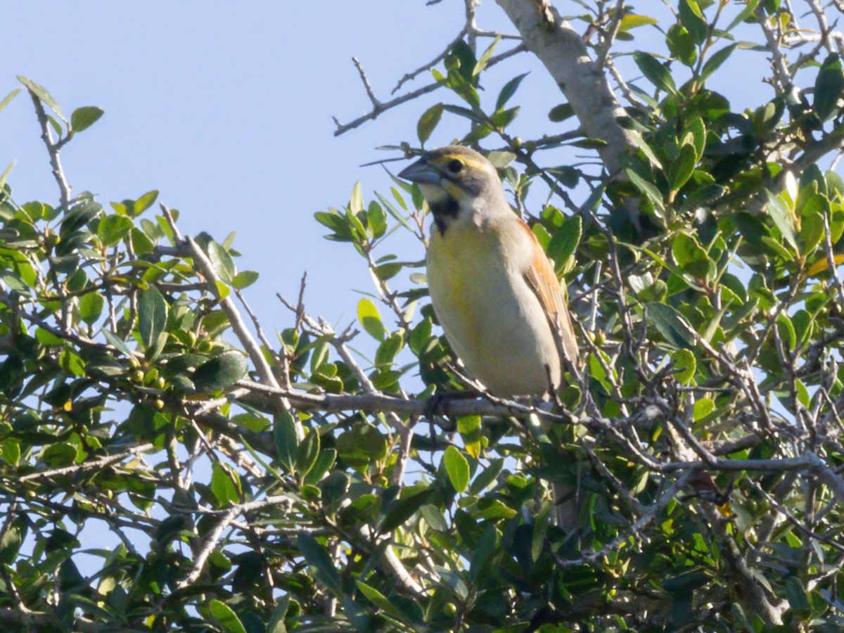 Dickcissel - ML635662285