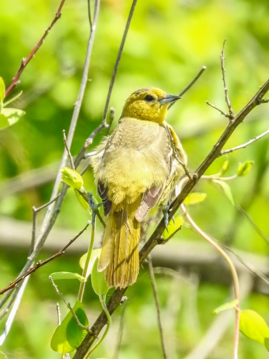 Orchard Oriole - ML635662286