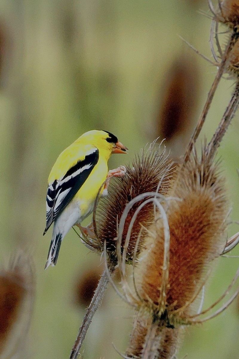 American Goldfinch - ML635662287