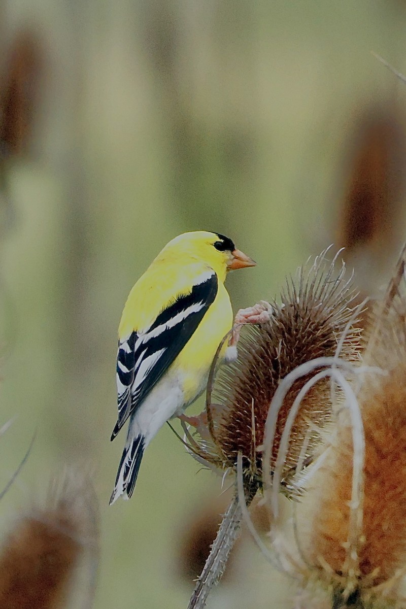 American Goldfinch - ML635662289