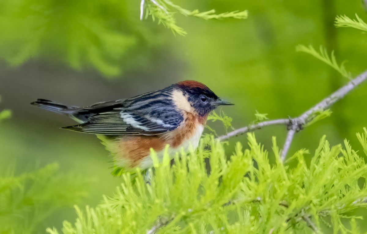Bay-breasted Warbler - ML635662291