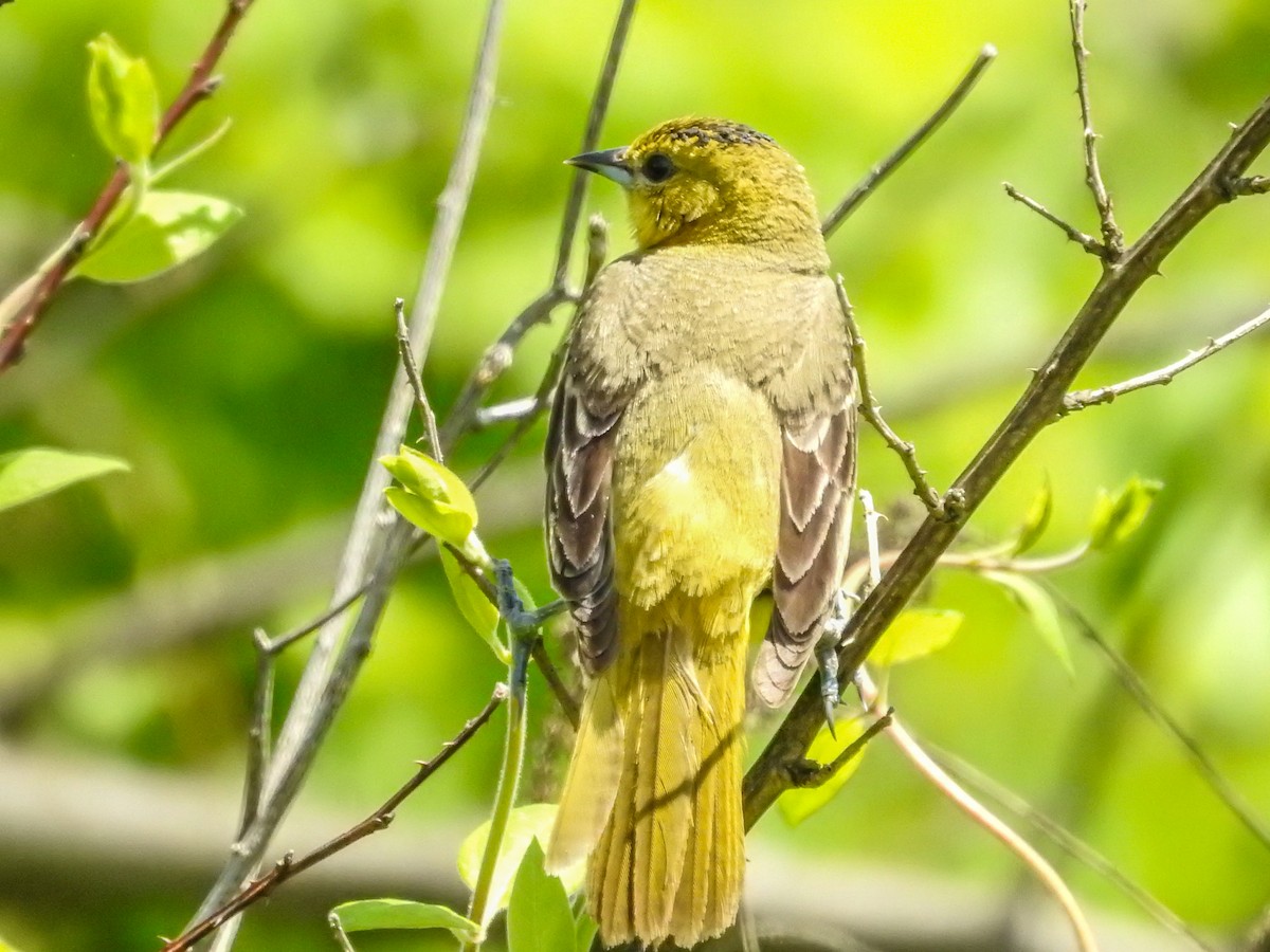 Orchard Oriole - ML635662293