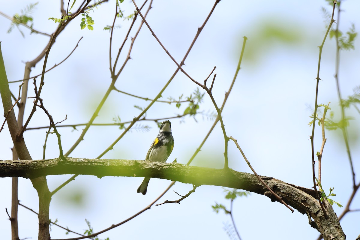 myrteparula - ML635662359