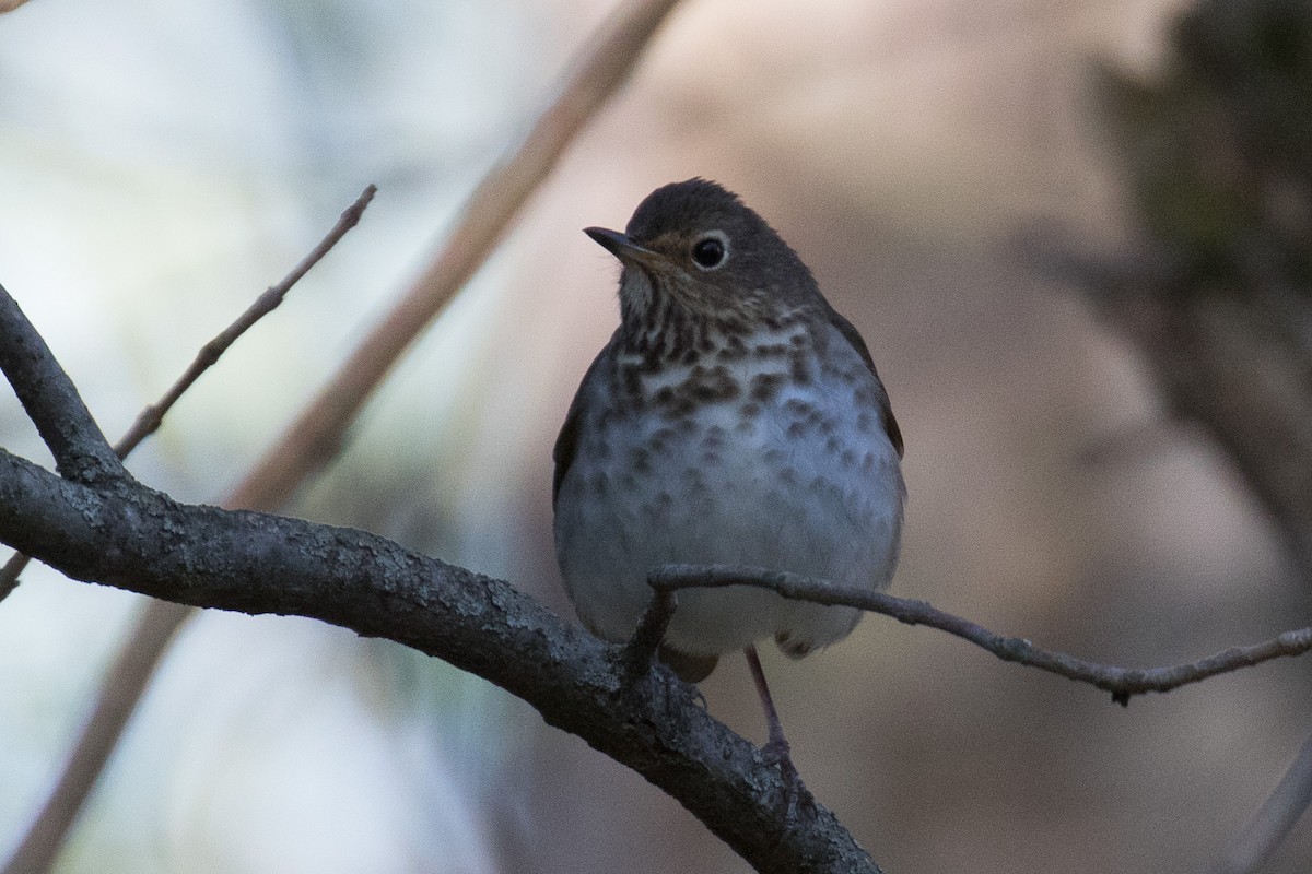 Hermit Thrush - ML635662385