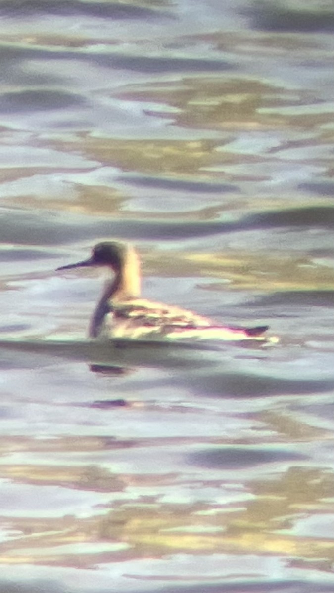 Red-necked Phalarope - ML635662490