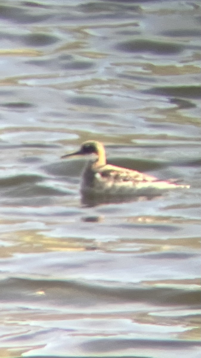 Red-necked Phalarope - ML635662491