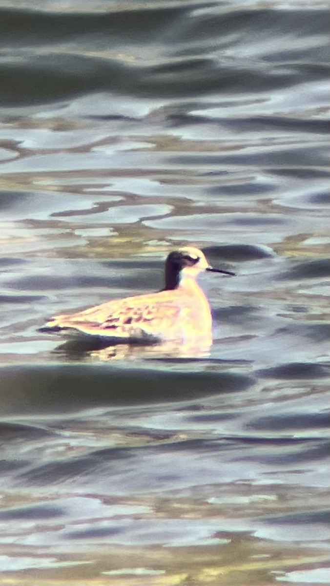Red-necked Phalarope - ML635662492