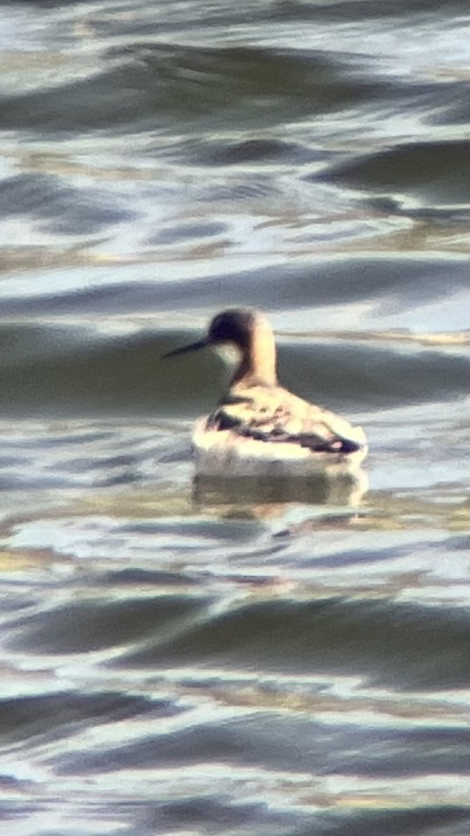 Red-necked Phalarope - ML635662493