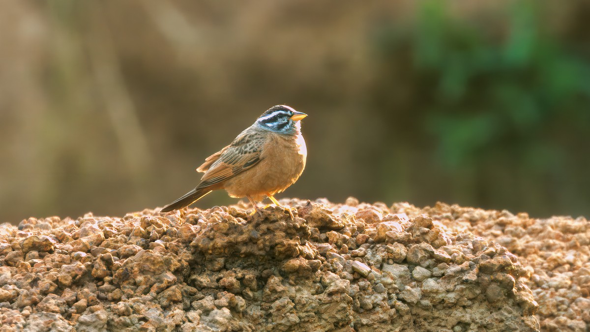 Gosling's Bunting - ML635662496