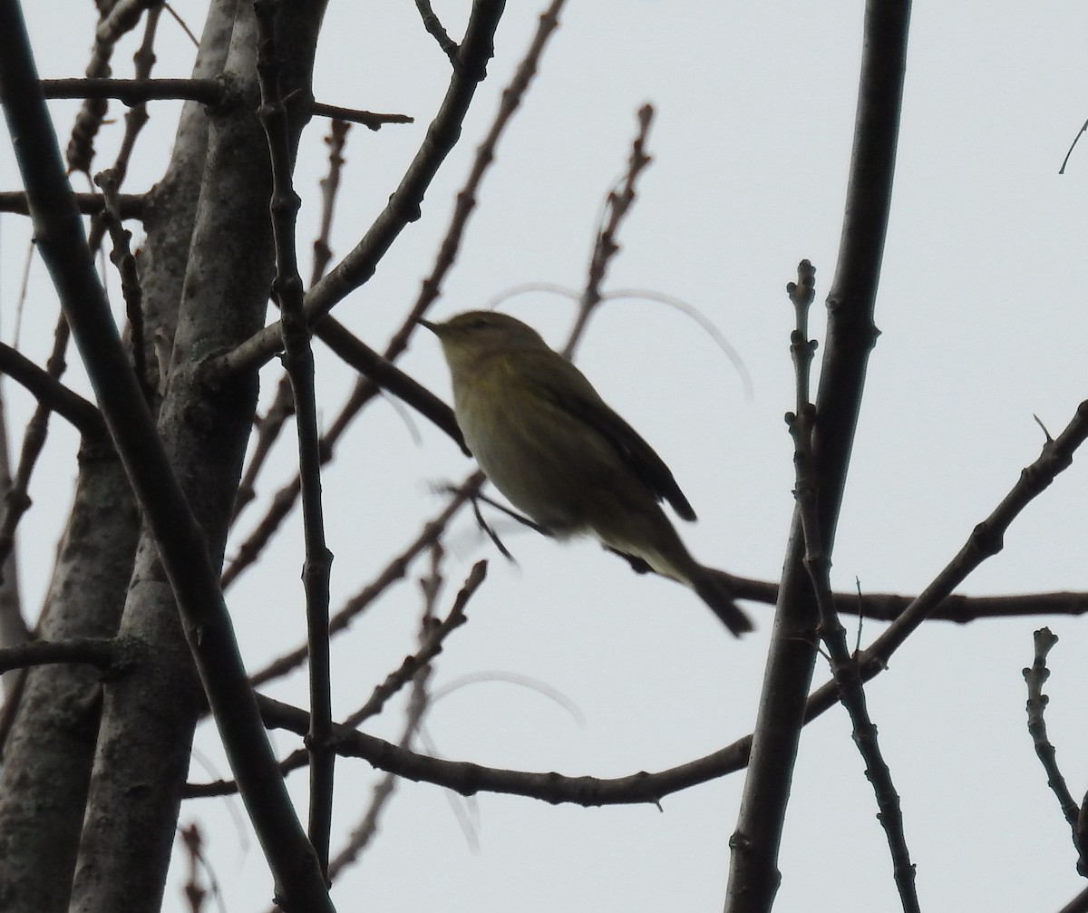 Common Chiffchaff - ML635662554