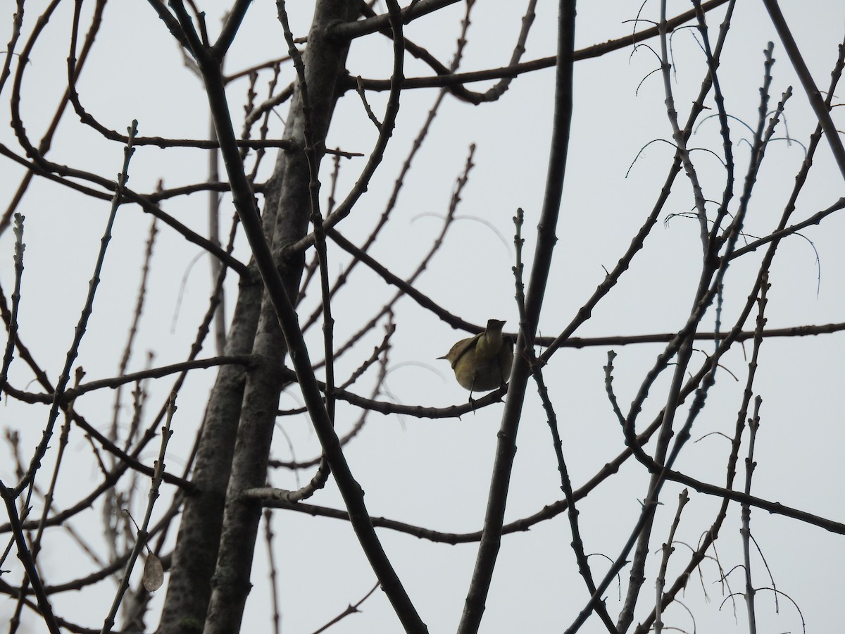 Common Chiffchaff - ML635662555