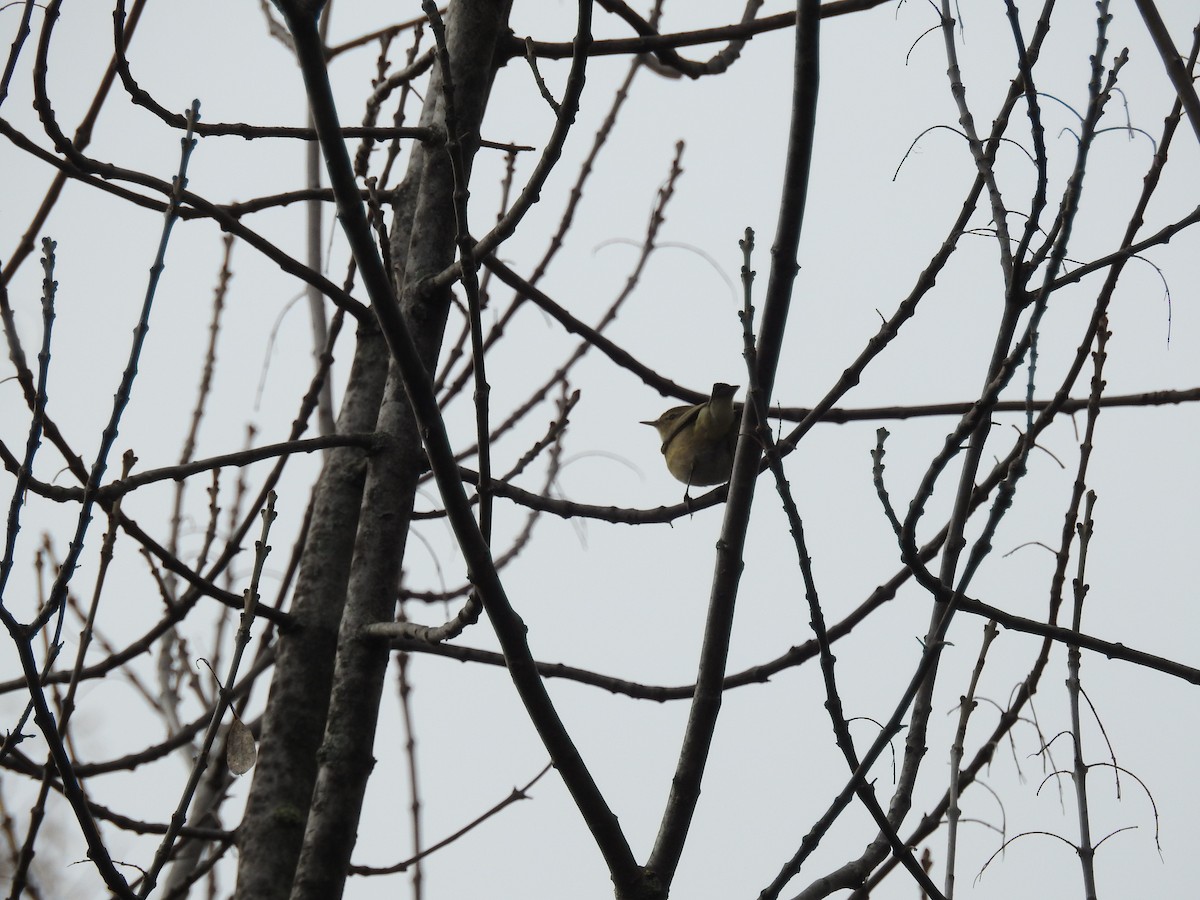 Common Chiffchaff - ML635662556