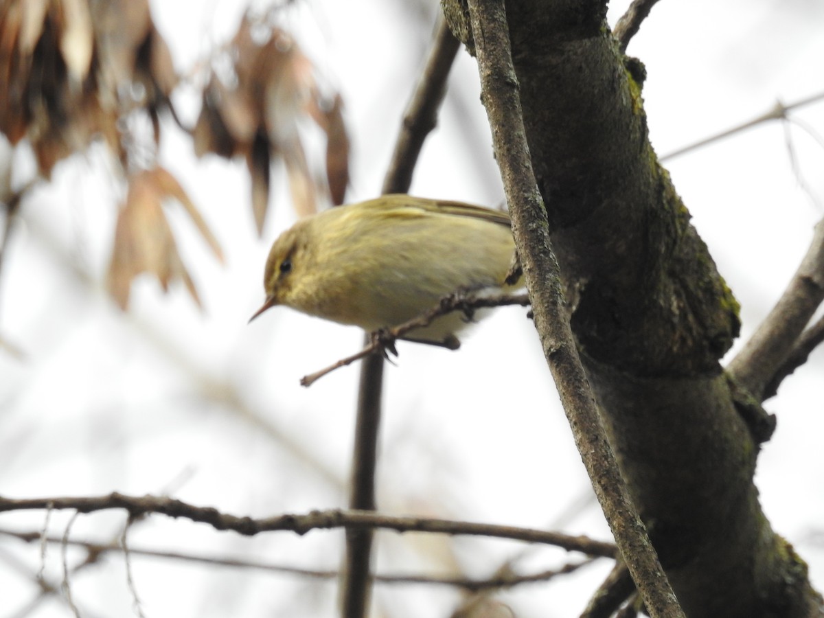 Common Chiffchaff - ML635662584