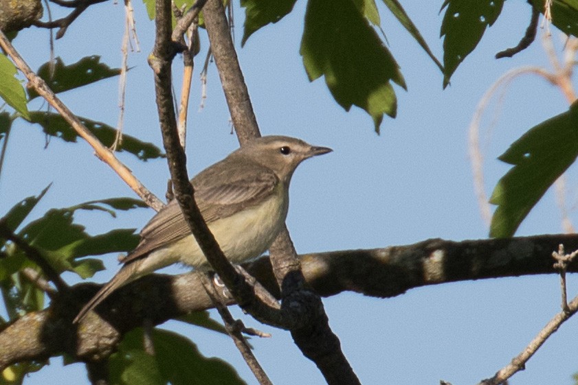 Philadelphia/Warbling Vireo - ML635662712