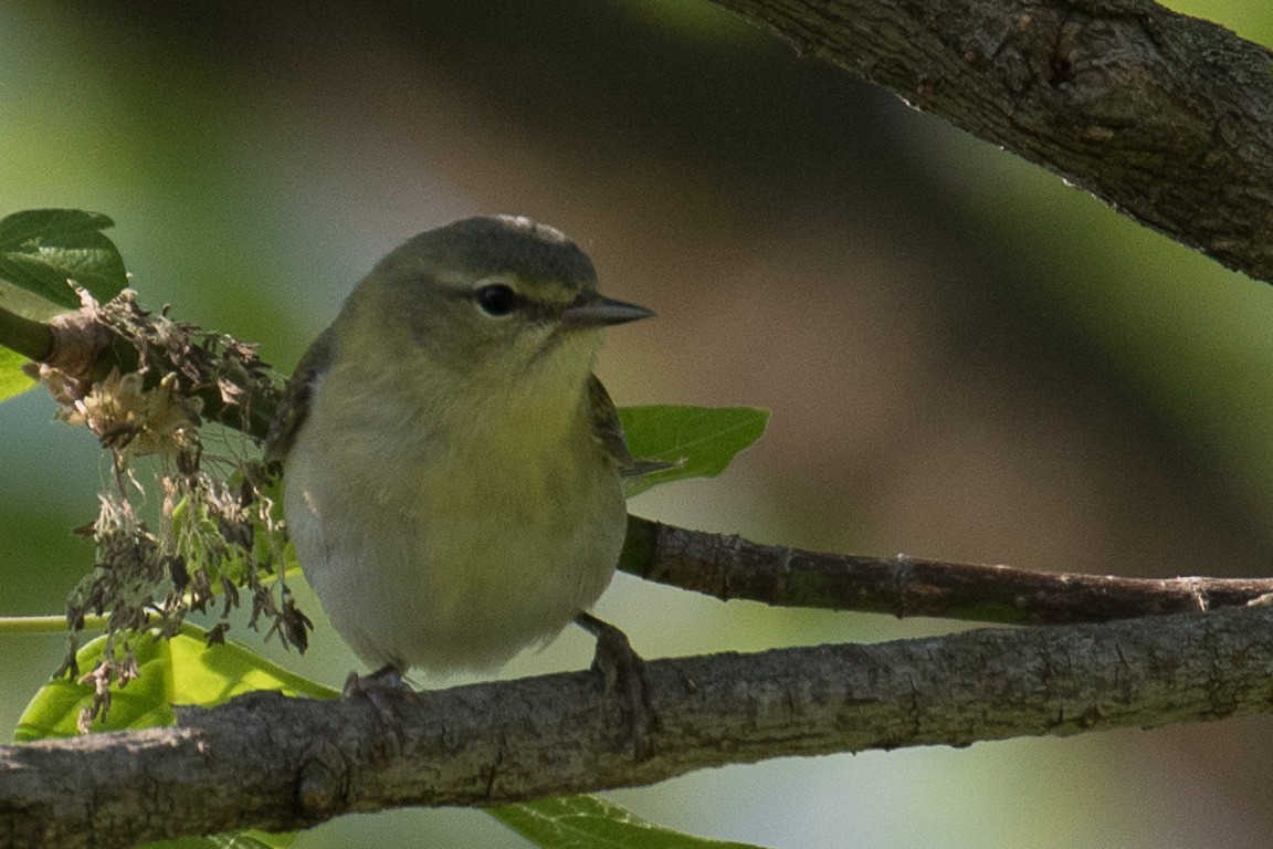Tennessee Warbler - ML635662713