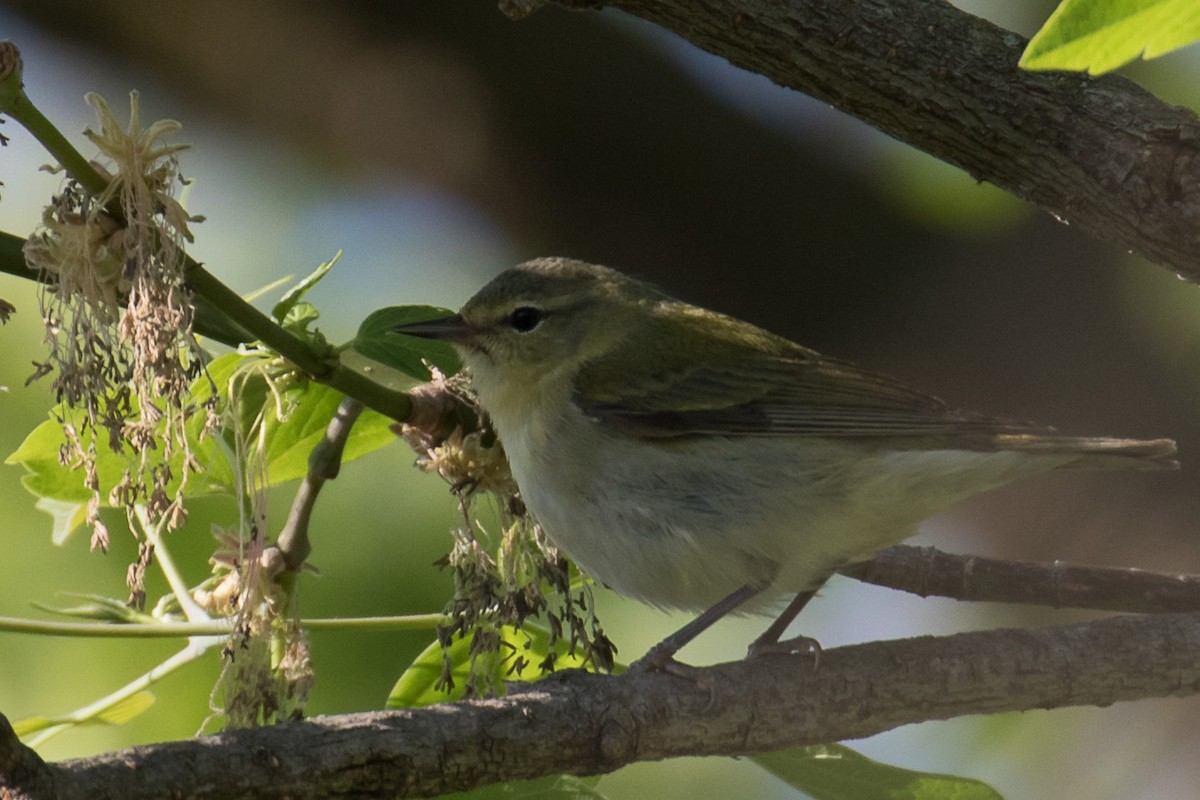 Tennessee Warbler - ML635662715