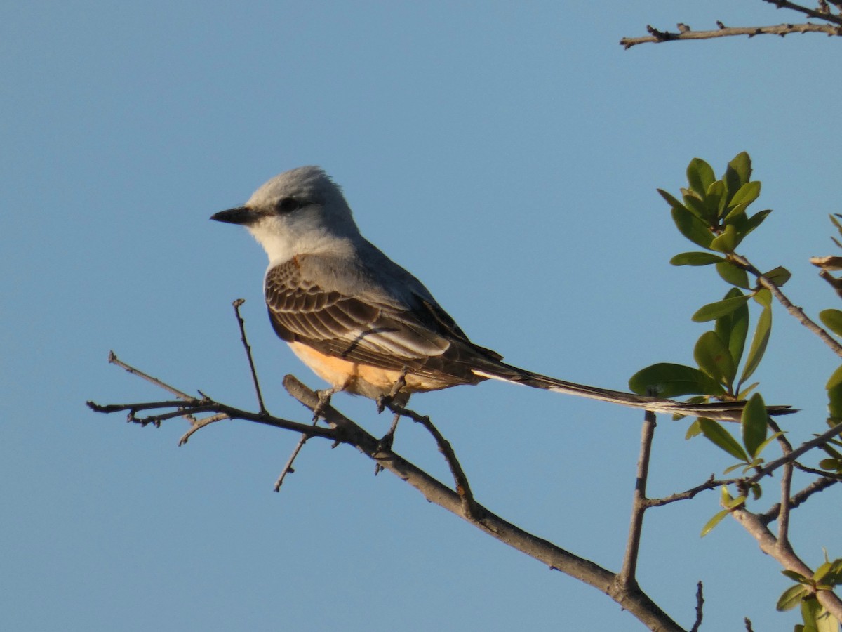Scissor-tailed Flycatcher - ML635662718