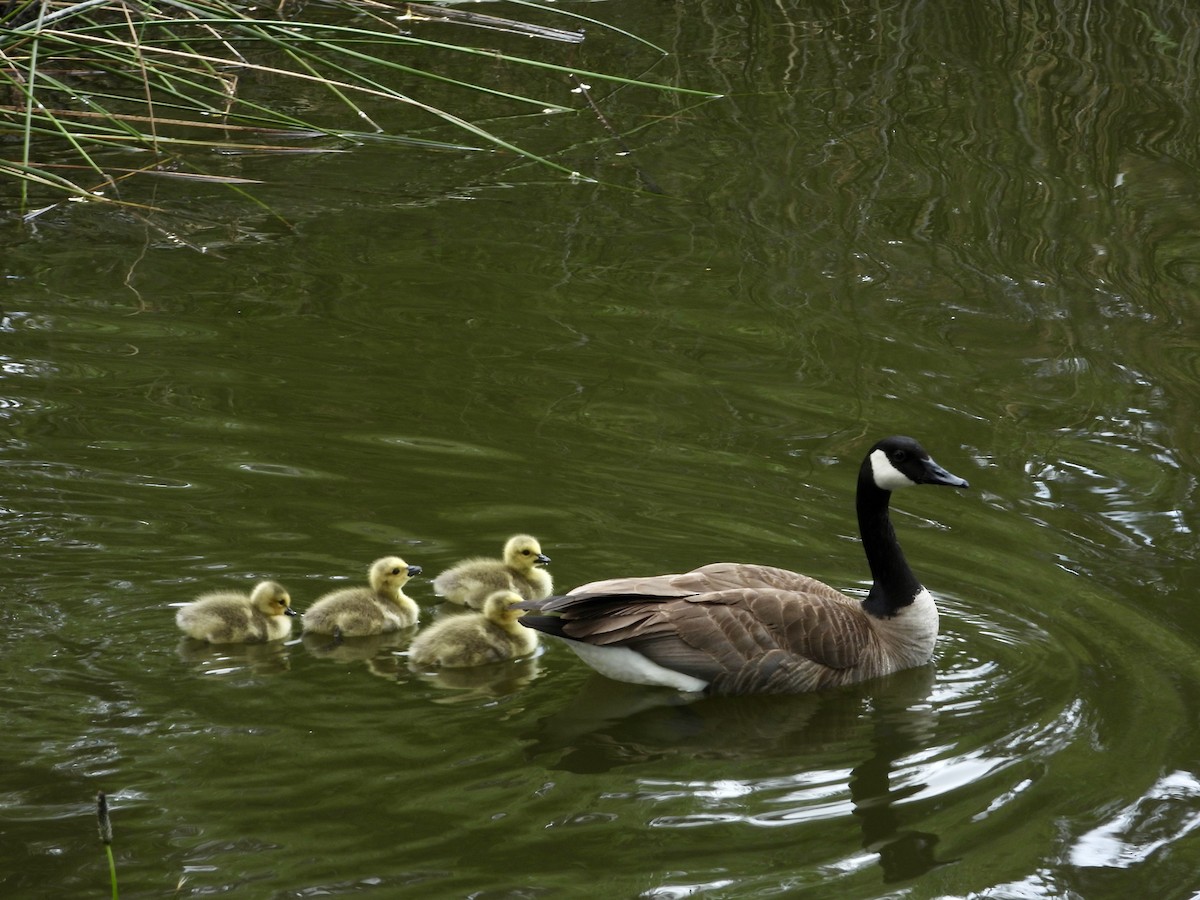 Canada Goose - ML635662722