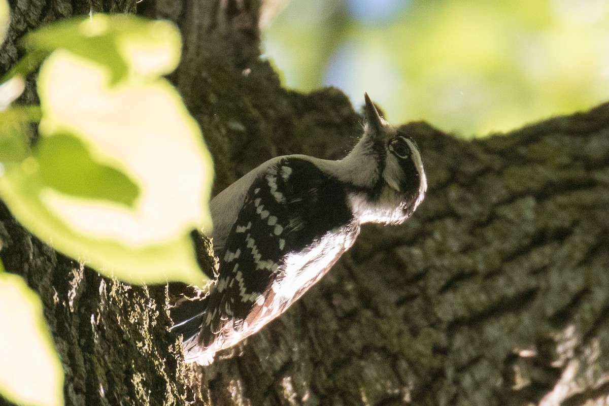 Downy Woodpecker - ML635662732