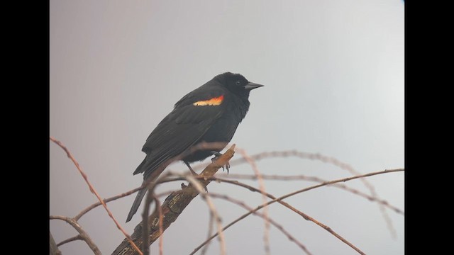 Red-winged Blackbird (Red-winged) - ML635662754