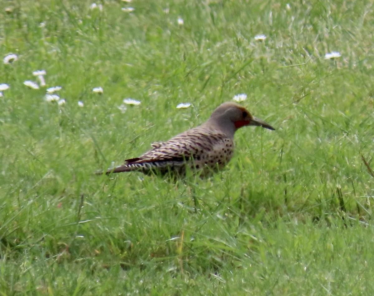 Northern Flicker - ML635662777