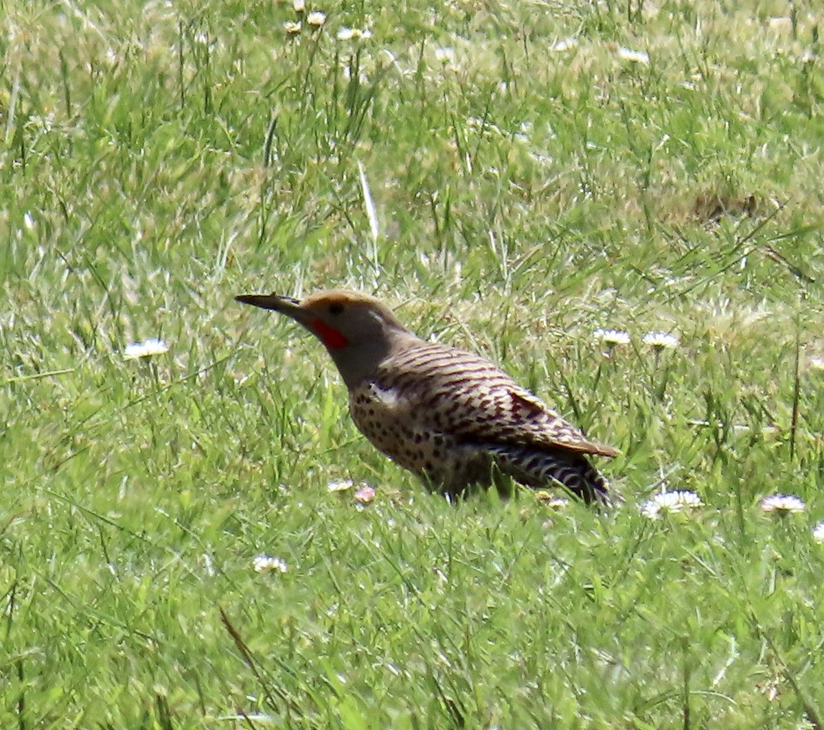 Northern Flicker - ML635662778