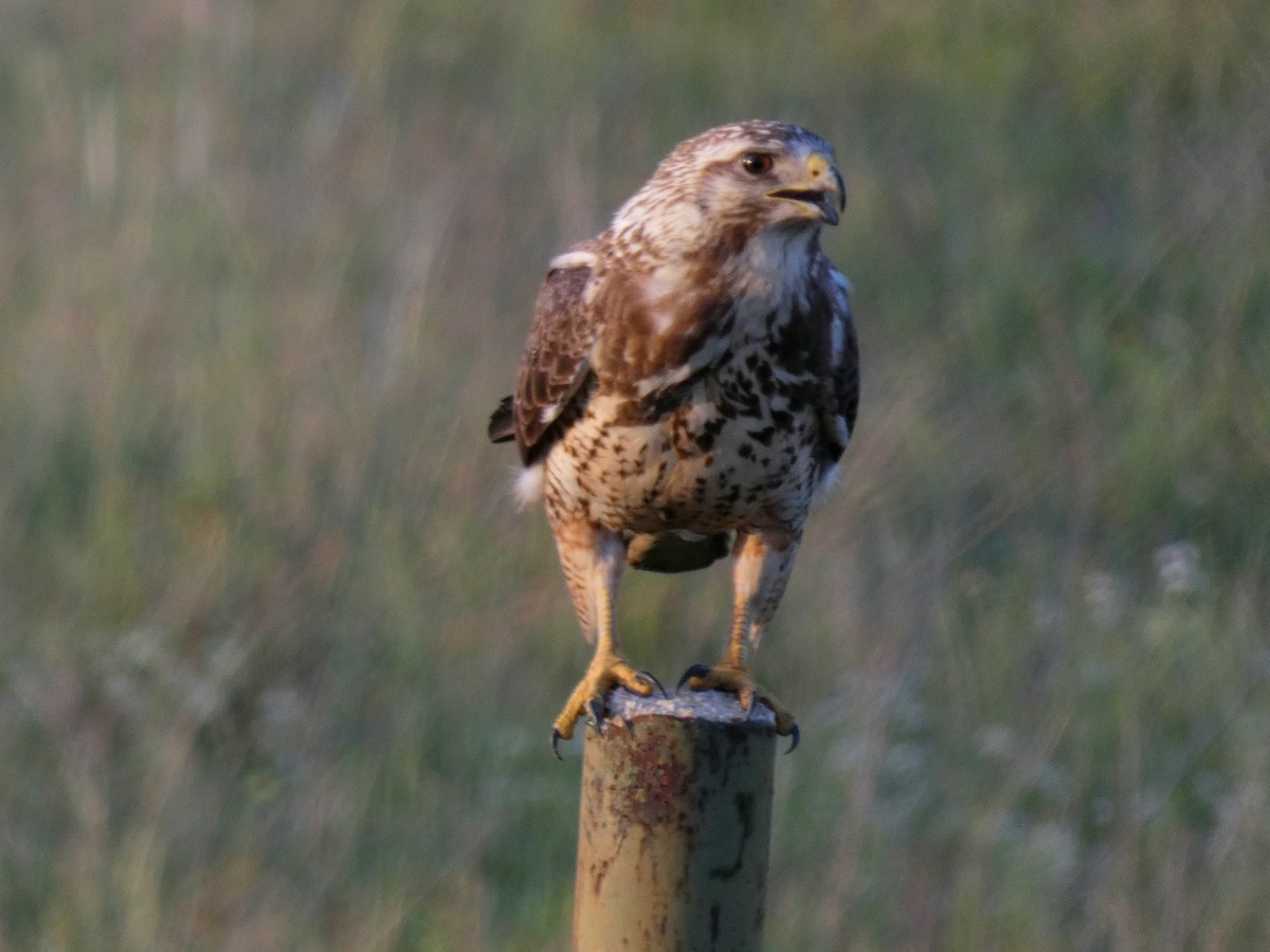 Swainson's Hawk - ML635662831