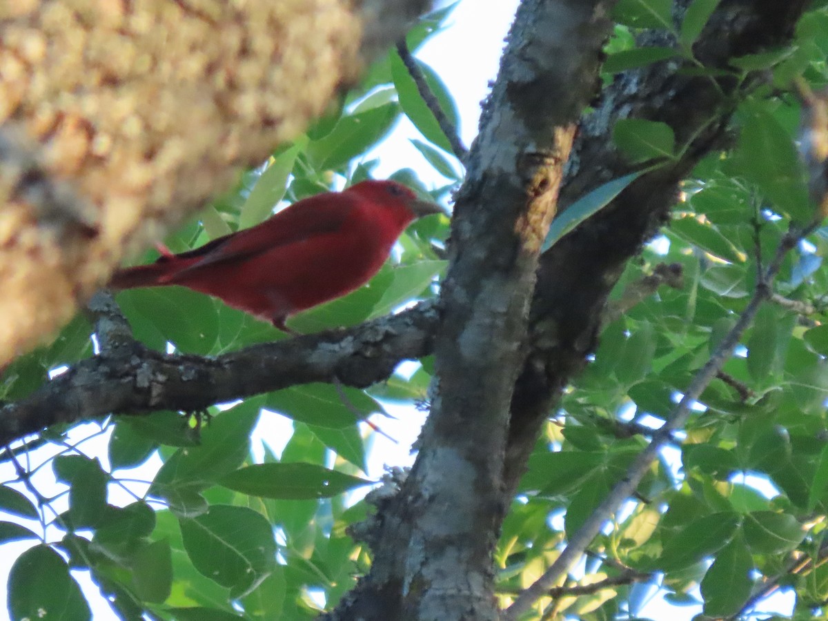 Summer Tanager - ML635662844