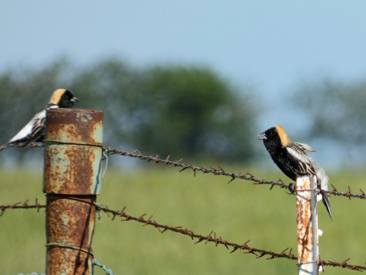 Bobolink - ML635662855