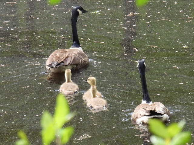 Canada Goose - ML635662874