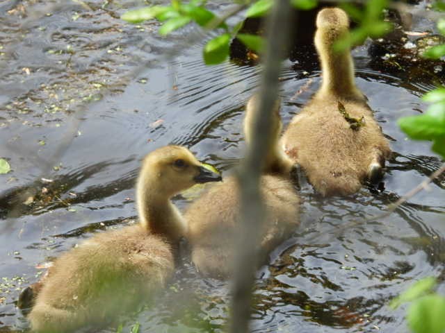 Canada Goose - ML635662875