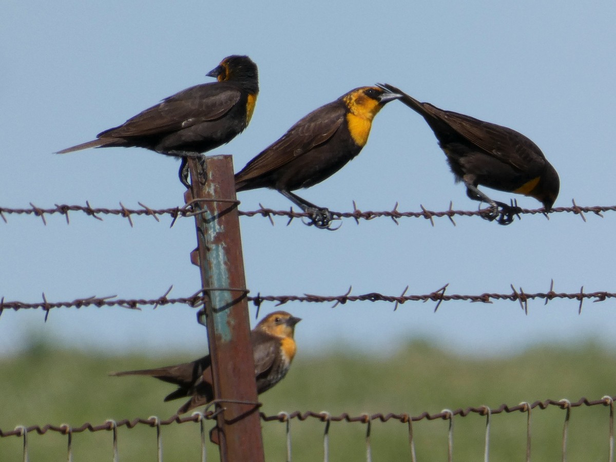 Yellow-headed Blackbird - ML635662876